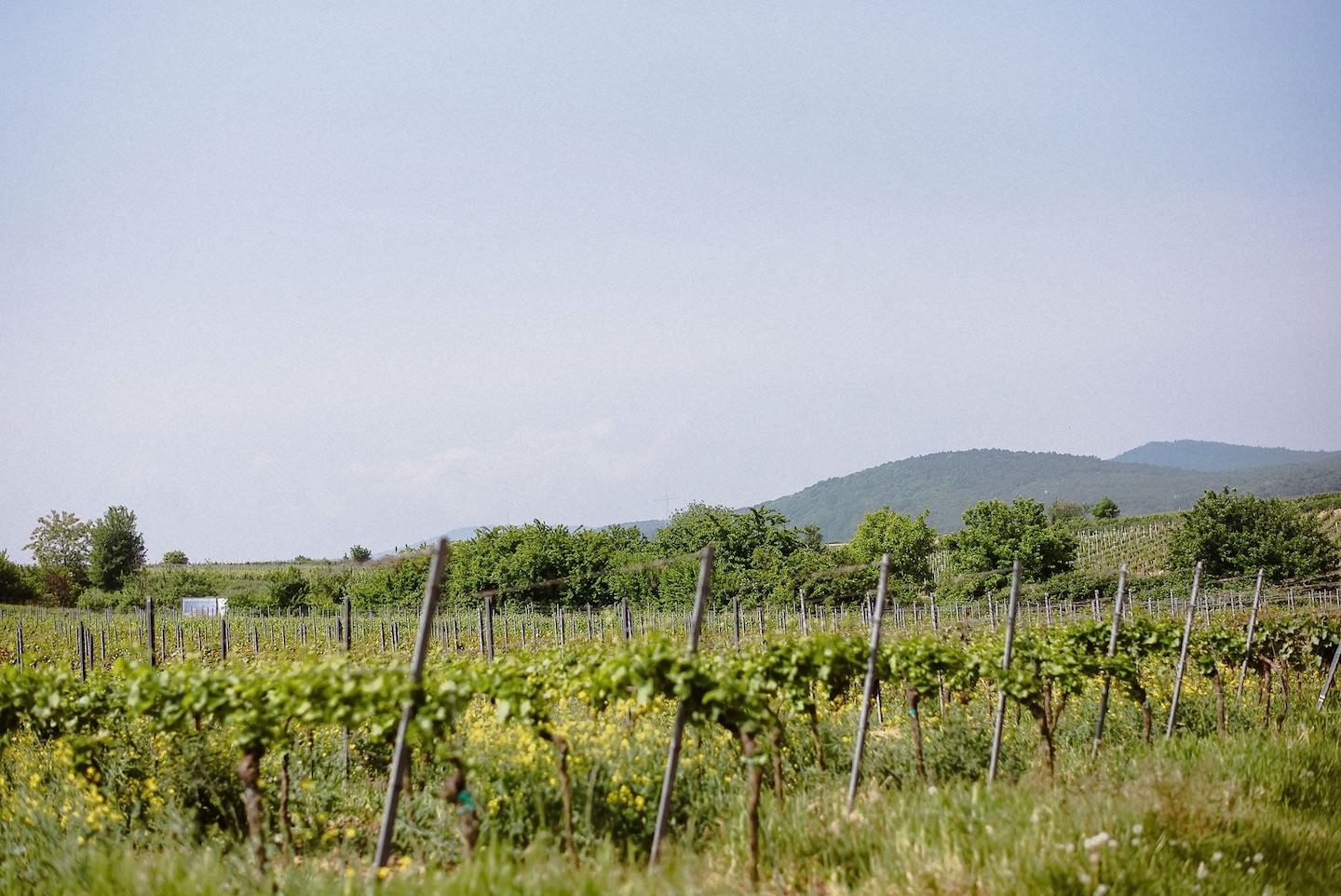 Hochzeitsreportage in Deidesheim, Aussicht auf die Weinberge