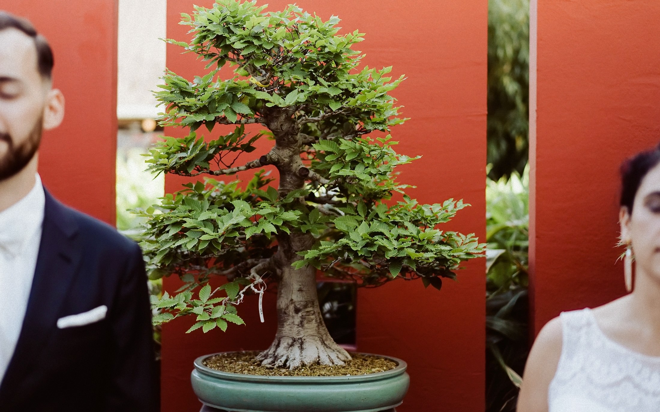 Bonsai-Baum im Fokus, Brautpaar unscharf im Hintergrund des Bonsaizentrums.