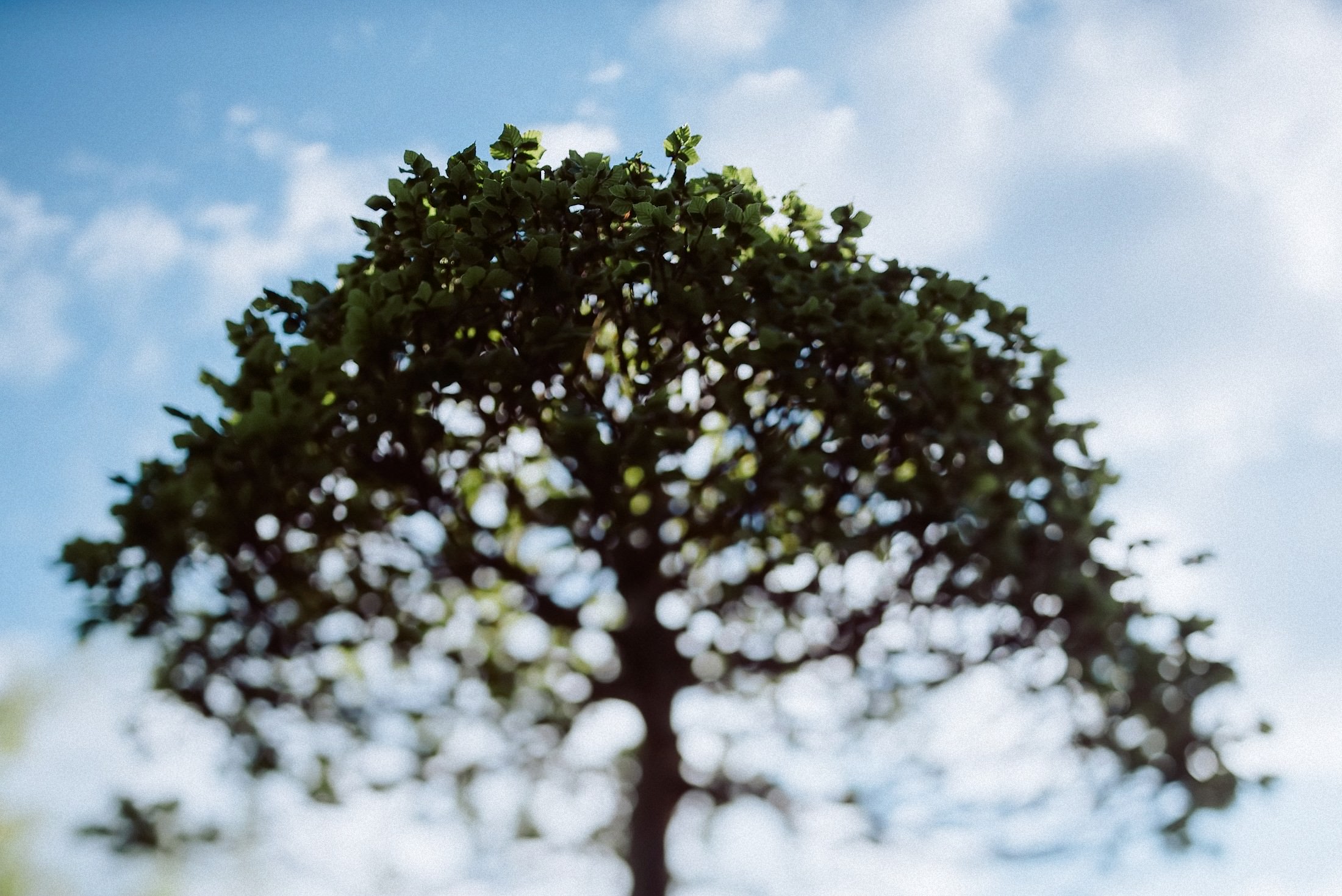 Großer Baum unter blauem Himmel, Gartendetail.