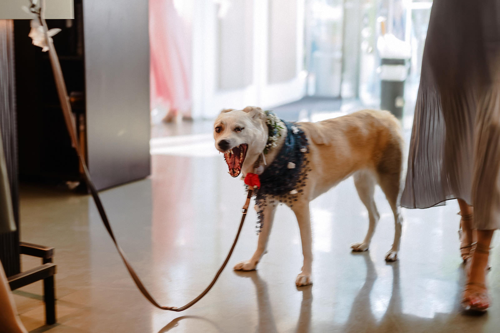 Ein Hund mit blauem Halstuch trottet an der Leine durch das Bootshaus