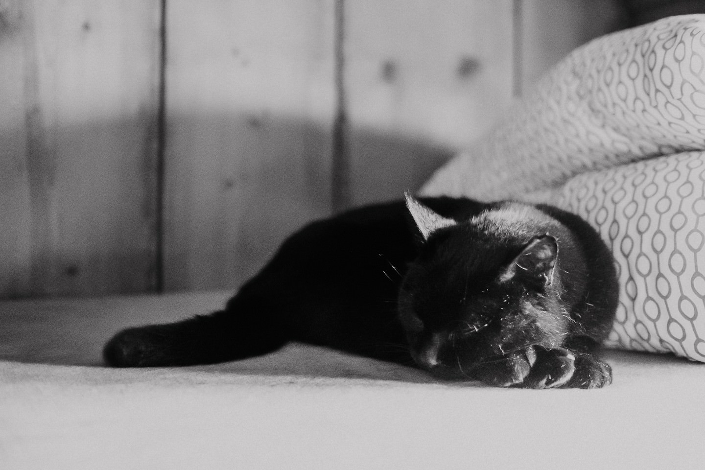 Schwarze Katze liegt auf gestricktem Polster des Hostels.