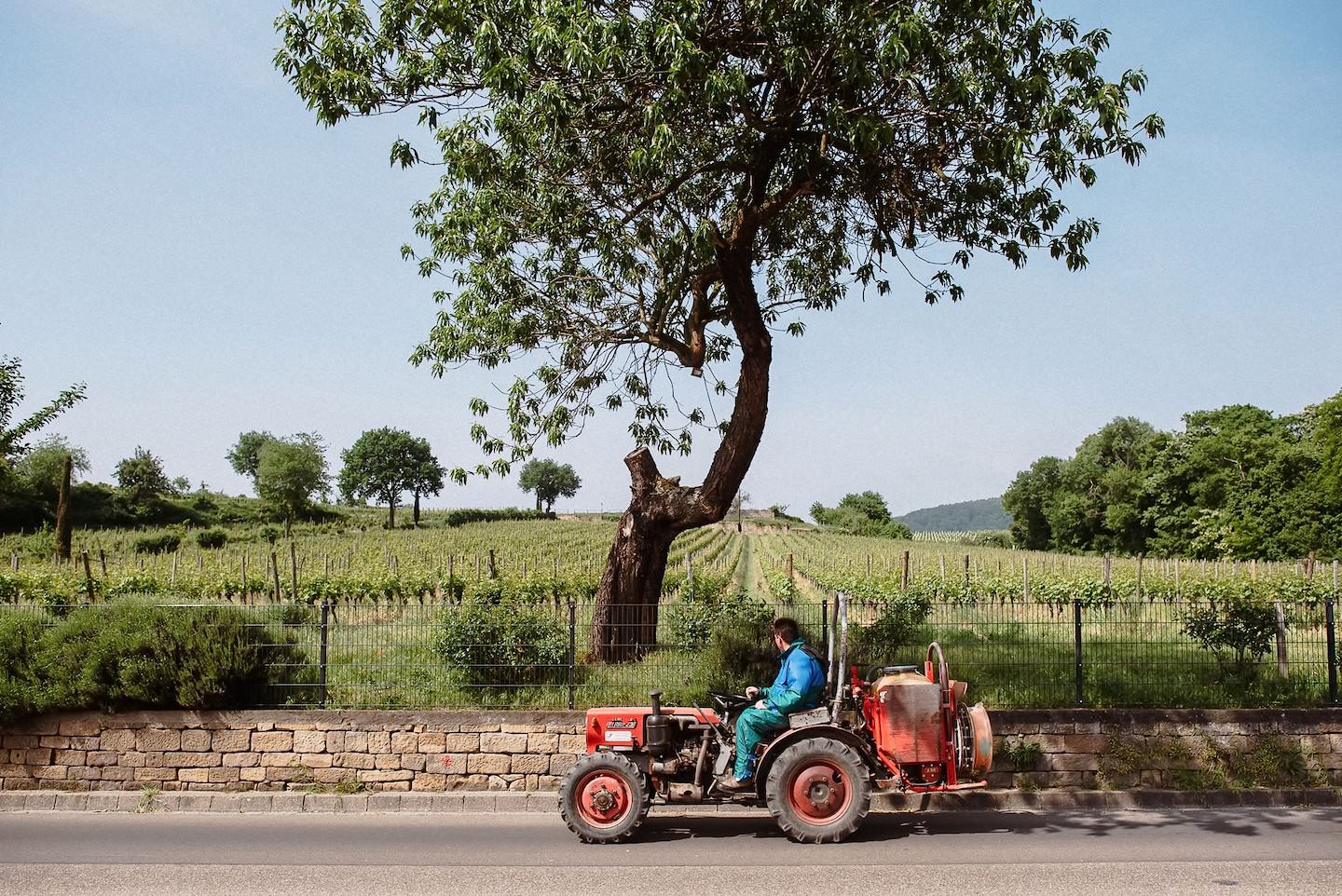 Pfälzer Winzer fährt roten Traktor vor Weinbergen, historische Szene.