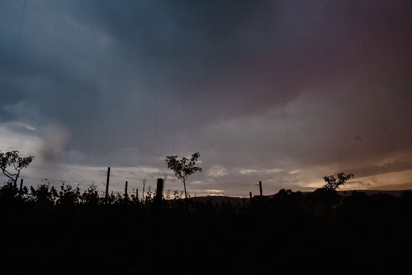 Traubenknospen-Silhouetten bei Sonnenuntergang, dramatisches Weinberg-Licht, Stimmung.