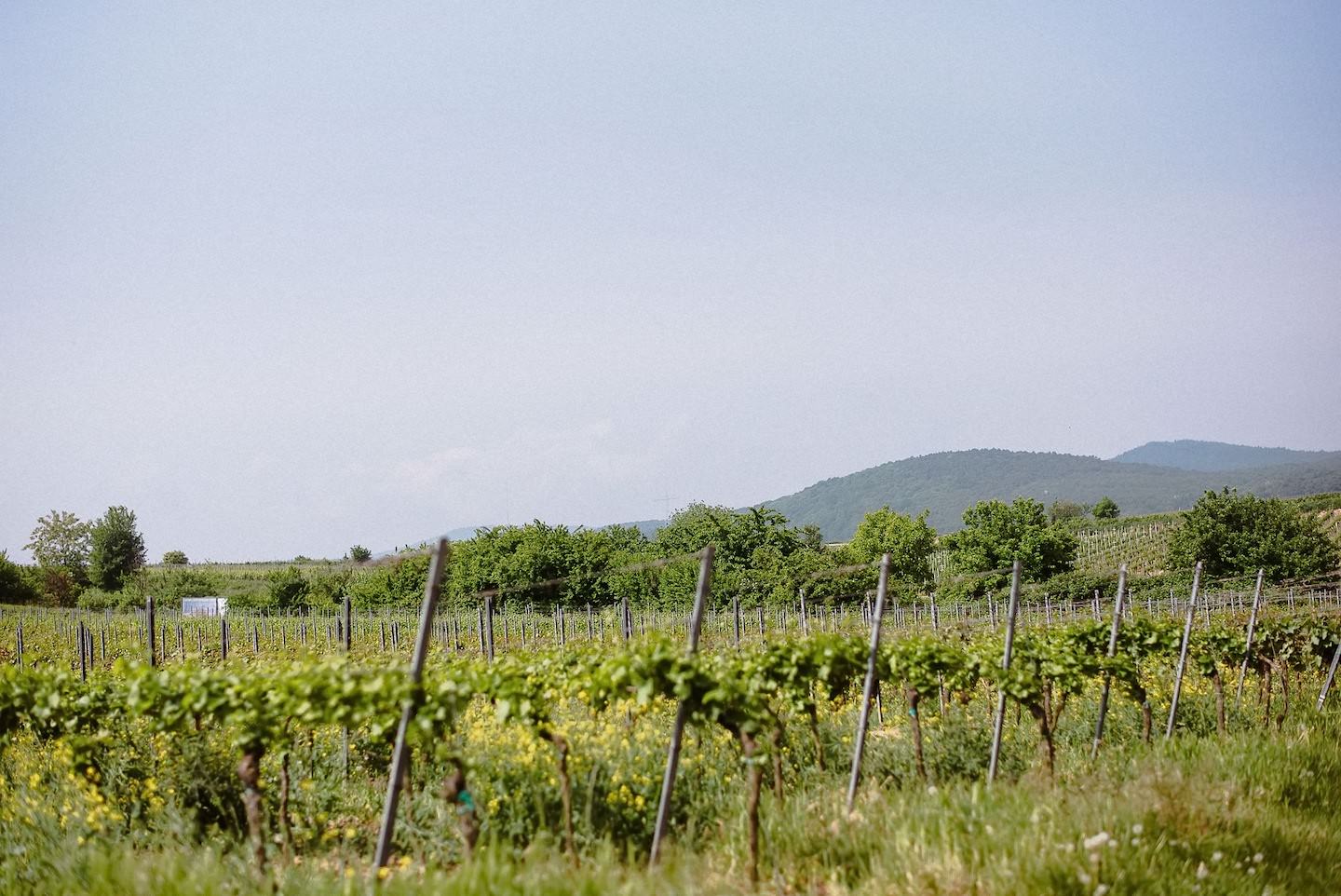 Weinberglandschaft mit Reben und Stützen, grüne Aussicht, Pfalz, sonnig.