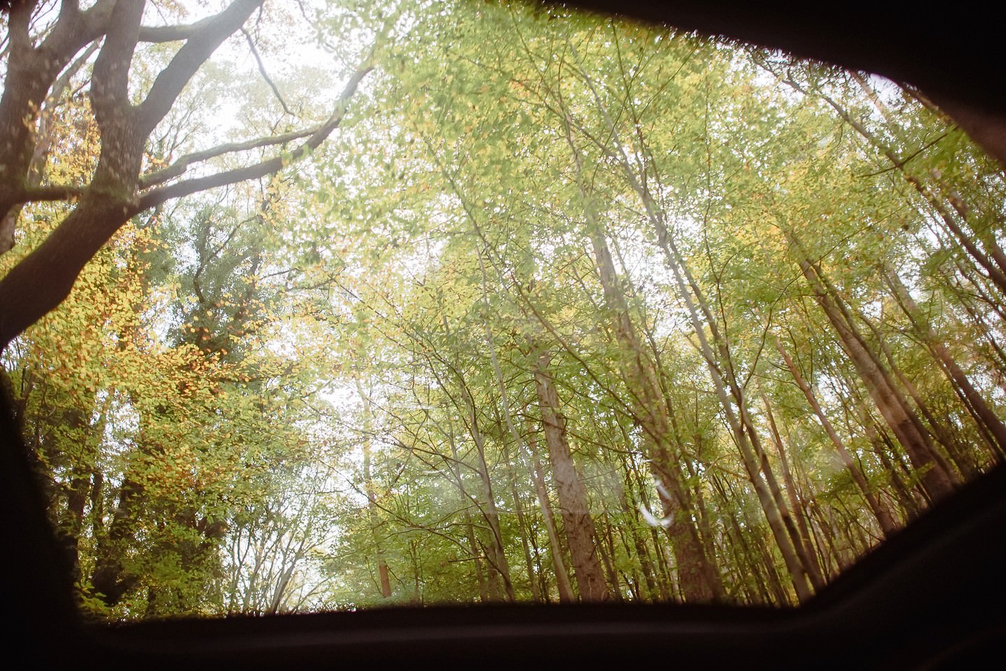 Auto-Innenraum-Waldlandschaft aus Fenster während Anfahrt.