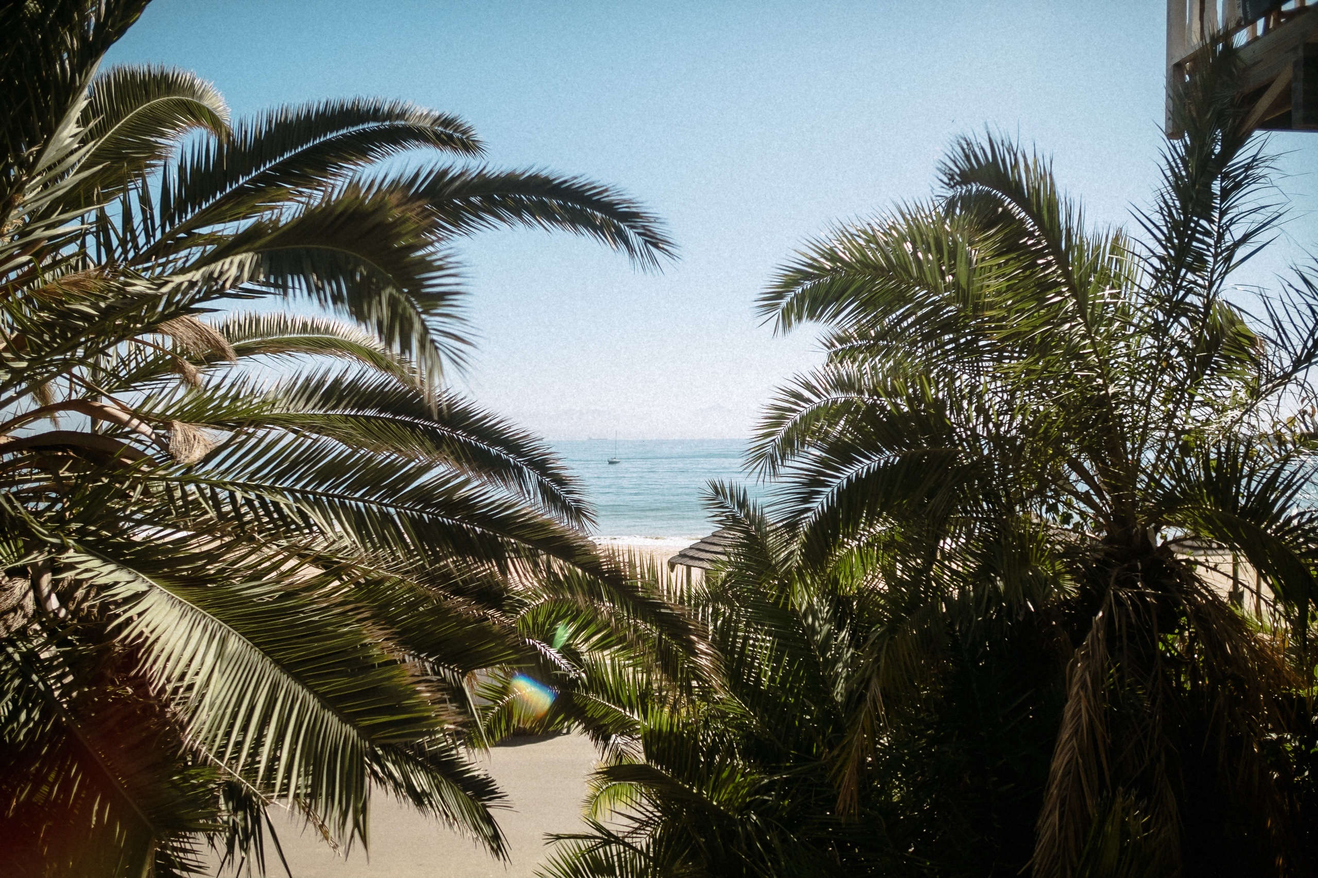 Blick durch Palmwedel auf die Bucht von Mossel Bay