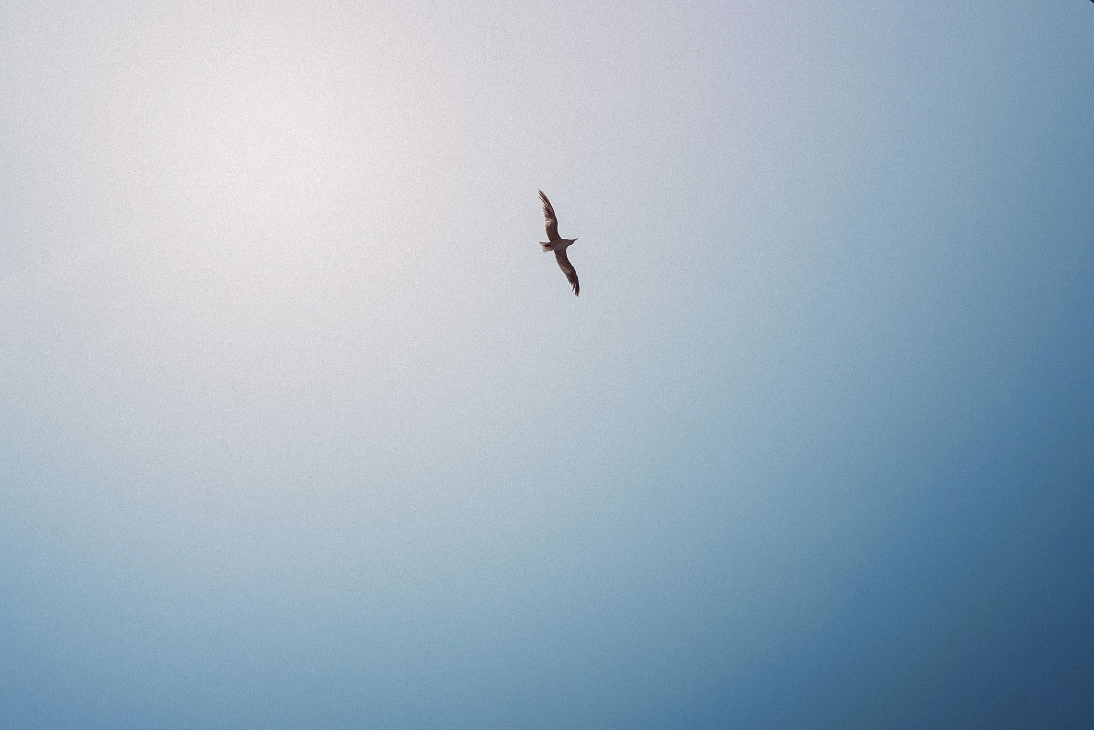 Einzelne Möwe fliegend vor hellem Himmel.