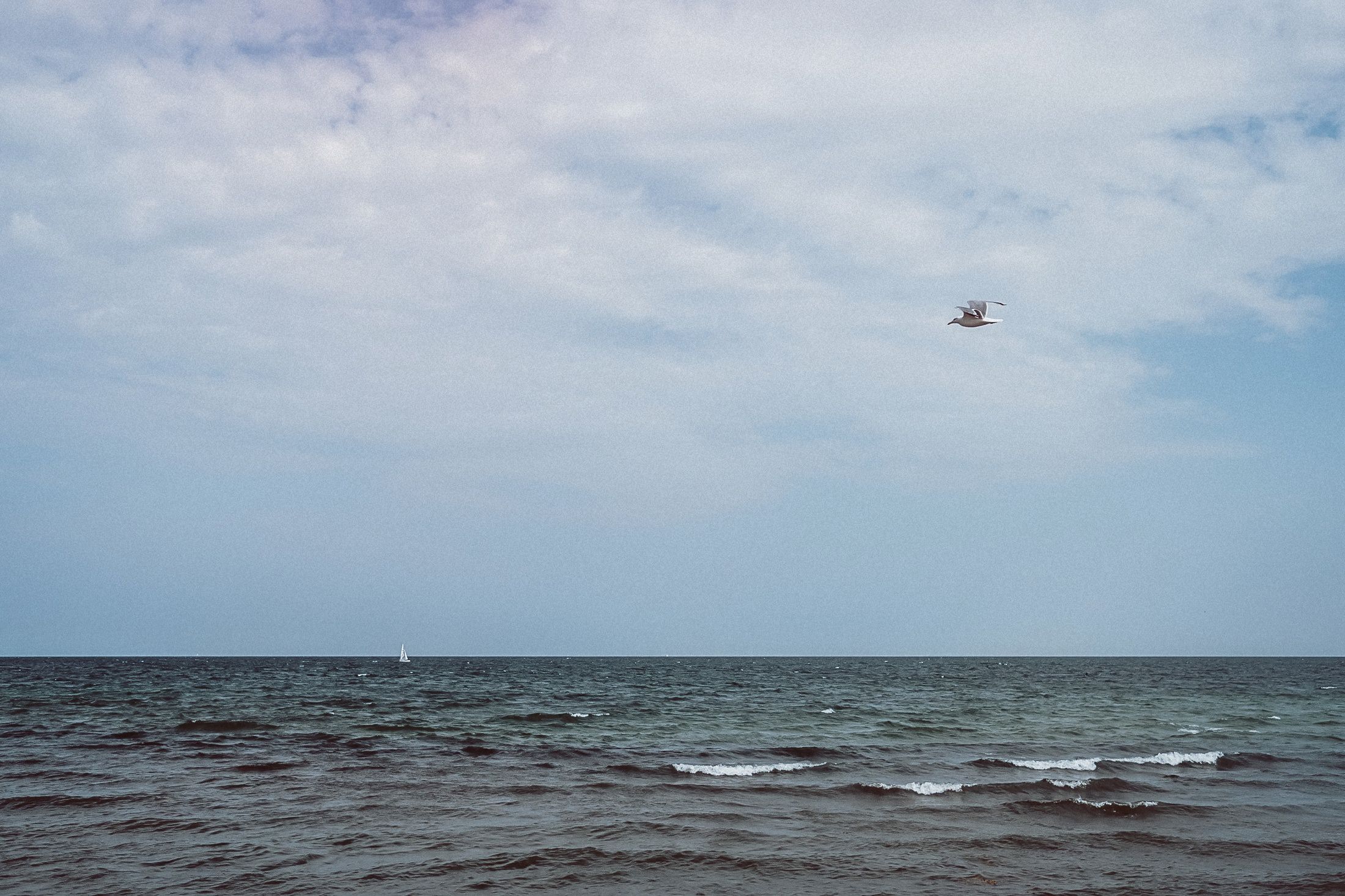 Seevogel gleitet über welliger Ostsee mit Segelboot am Horizont.