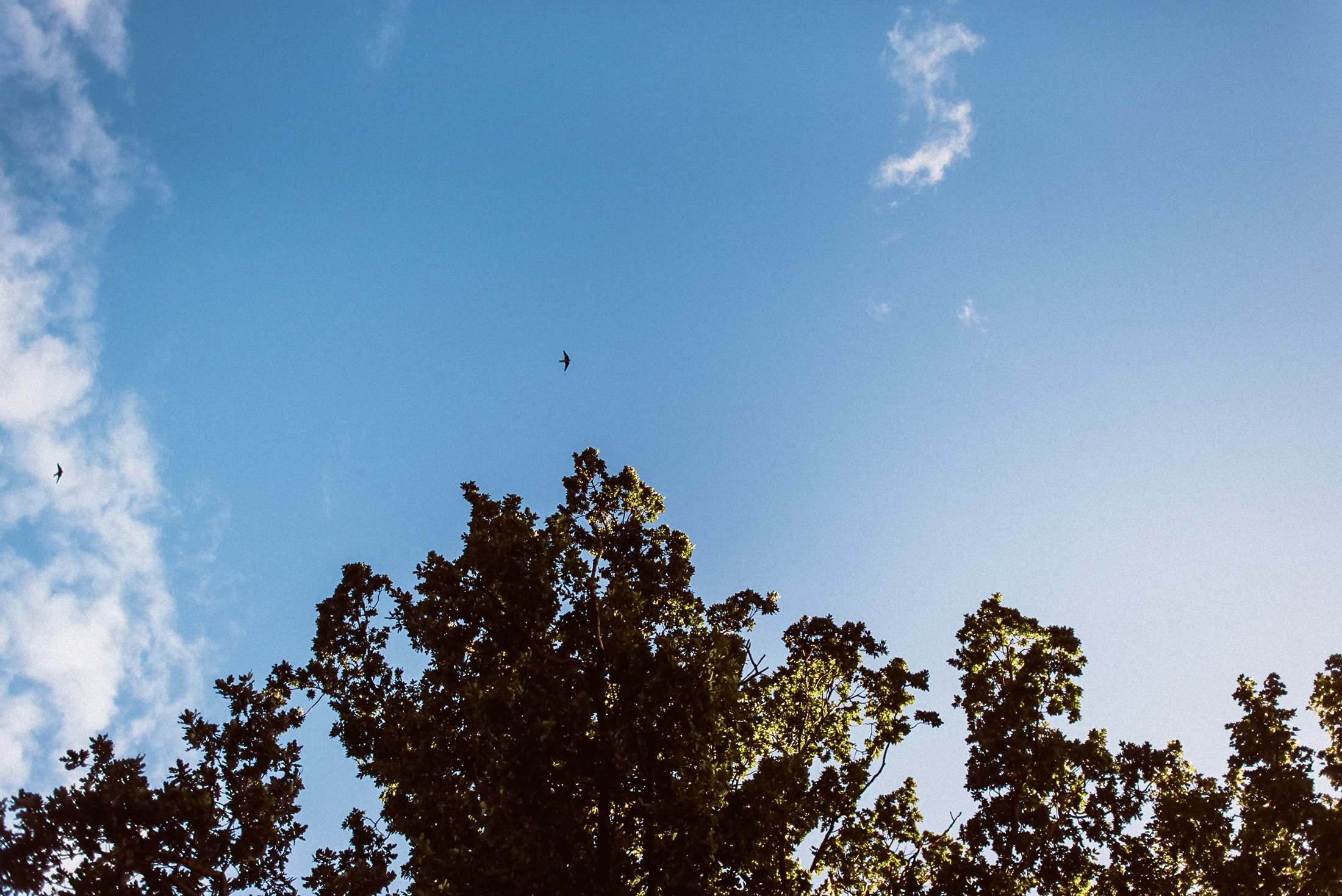 Zwei Möwen fliegen vor blauem Himmel über Ostsee.