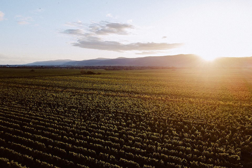 Weinberge der Pfalz bei Sonnenuntergang, goldenes Feld über Hügeln.