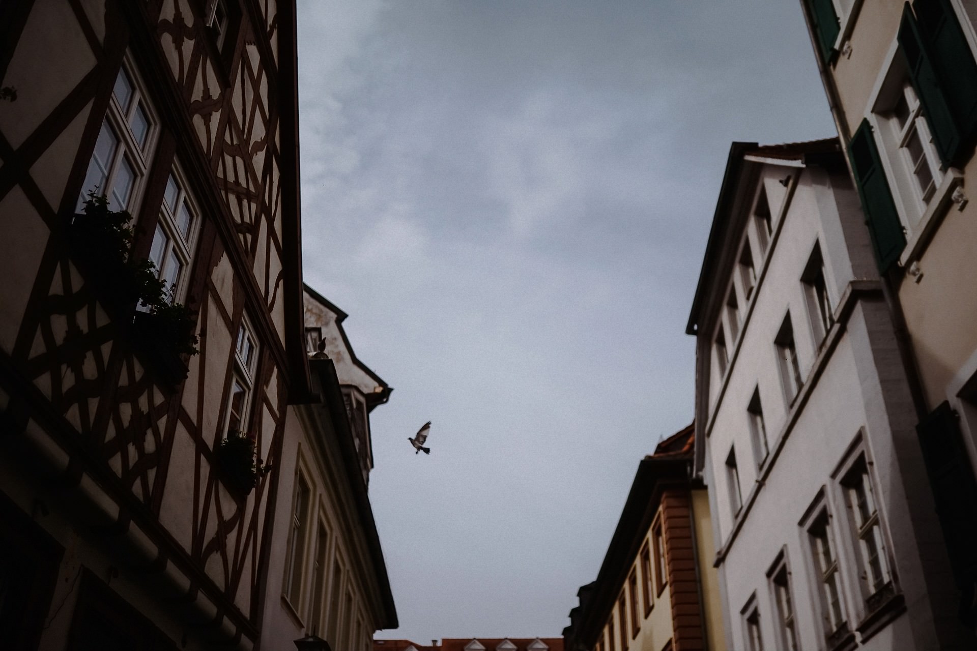 Ein Vogel fliegt zwischen den Fachwerkhäusern der Heidelberger Altstadt.
